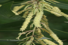 Acacia melanoxylon